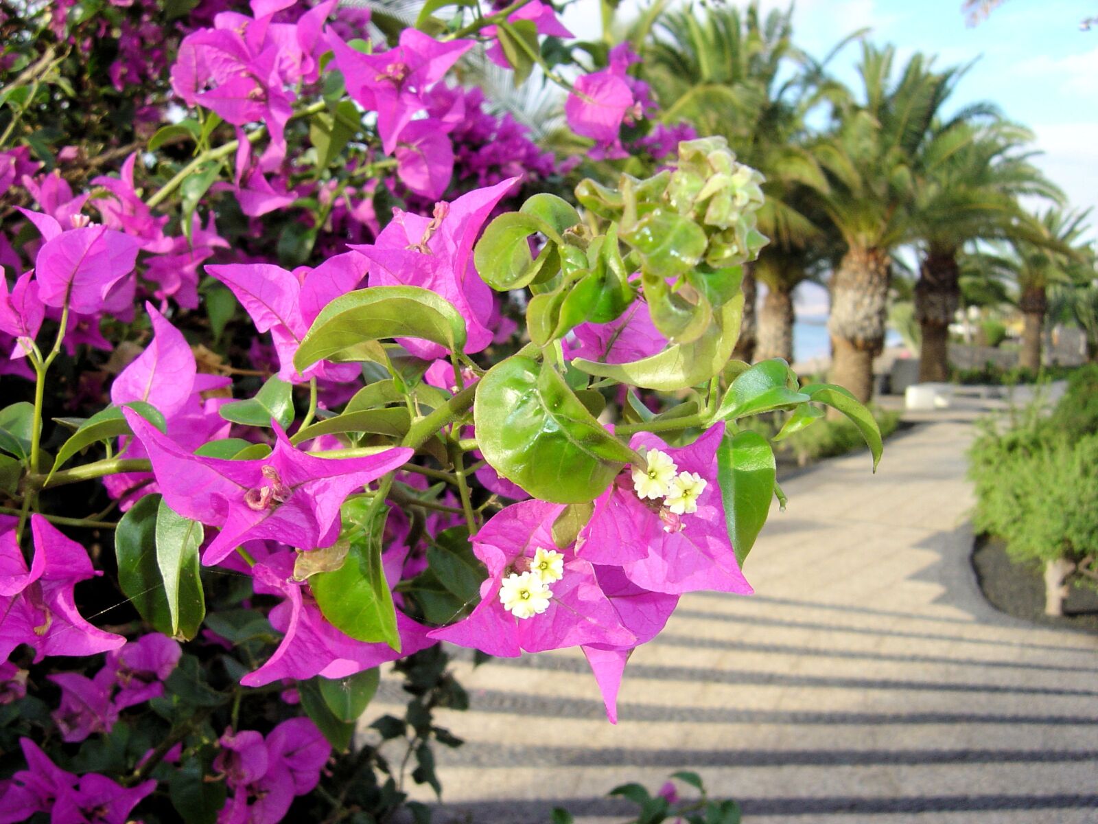Sony DSC-P92 sample photo. Bougainvillea, flower promenade, lanzarote photography