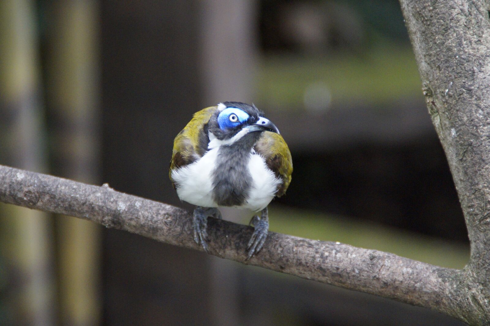 Sony SLT-A58 sample photo. Bird, cheeky, curious photography