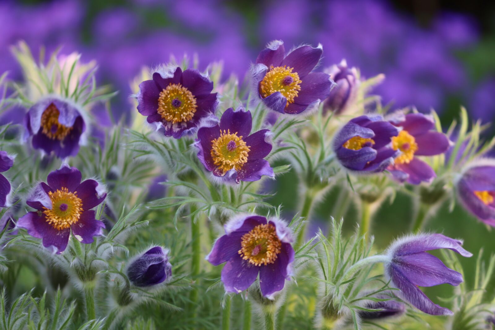 Canon EOS 200D (EOS Rebel SL2 / EOS Kiss X9) sample photo. Pasqueflower, pulsatilla vulgaris, pasque photography