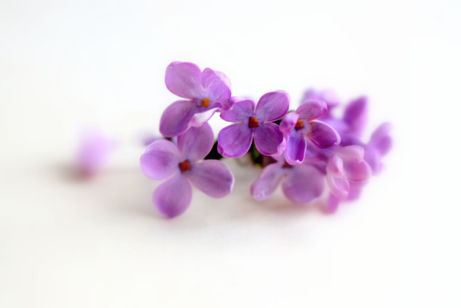 Nikon D3300 sample photo. Spring, purple, nature photography