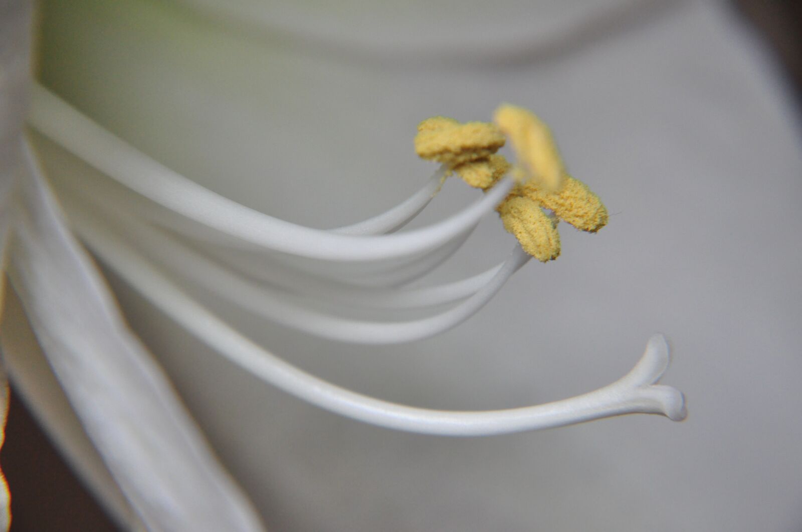Nikon D90 sample photo. Flower, close up, amaryllis photography