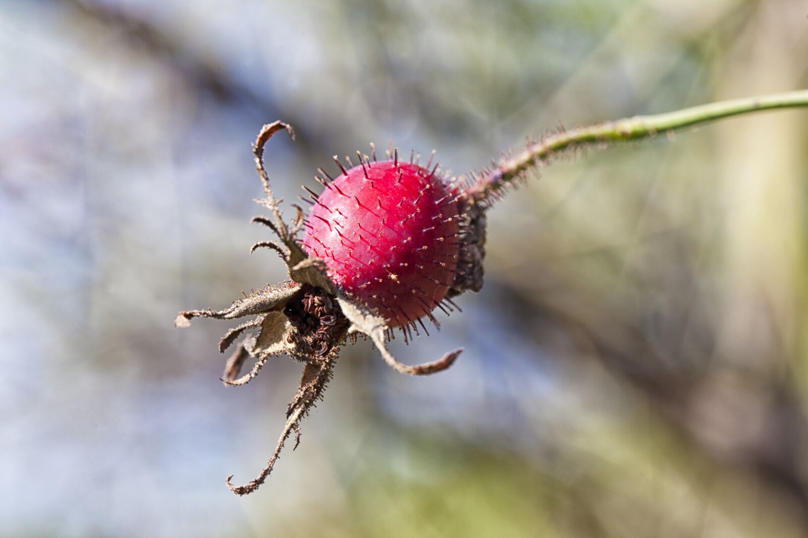 Canon EOS 5D Mark II sample photo. Autumn, rose, fruit photography