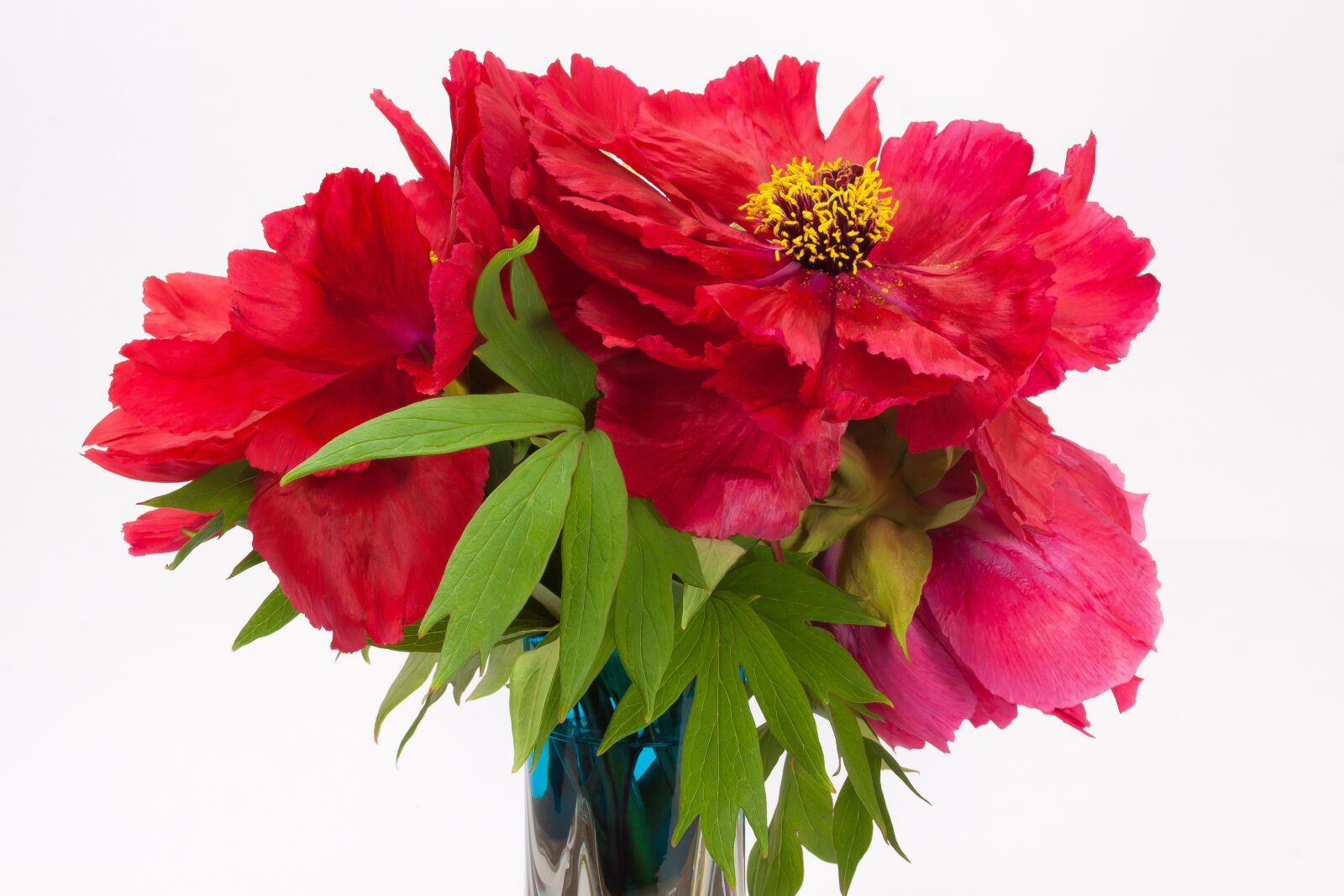 Canon EOS 50D sample photo. Pentecost, peony, flower photography