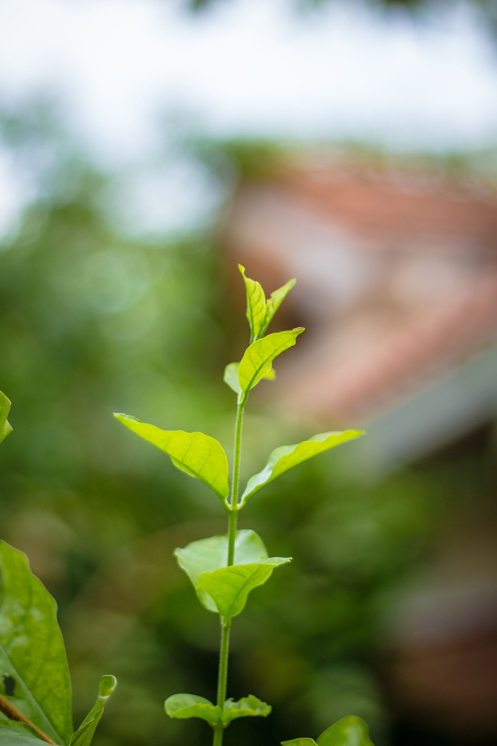 Canon EOS 700D (EOS Rebel T5i / EOS Kiss X7i) sample photo. Autumn leaves, green, nature photography