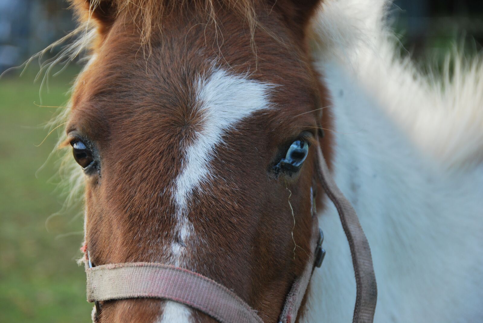 Nikon D60 sample photo. Animals, horse, pony photography