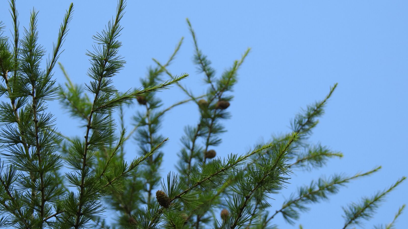 Nikon Coolpix P900 sample photo. Tree, branch, nature photography