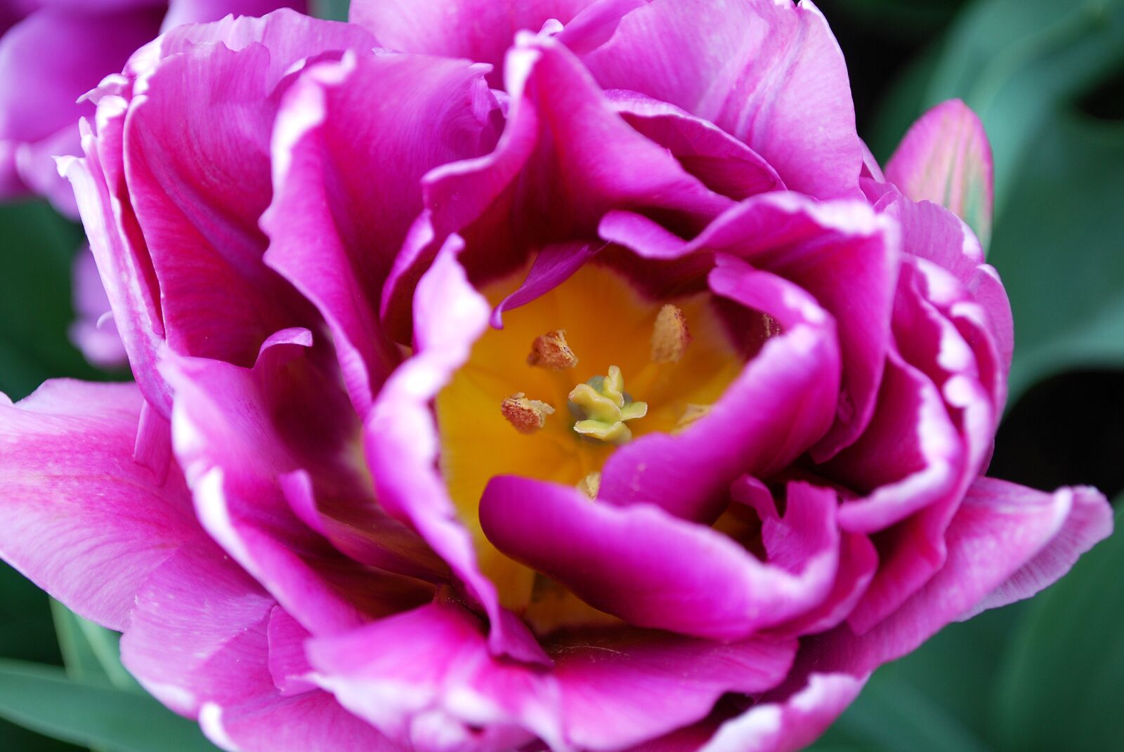 Nikon D60 sample photo. Flower, blossom, bloom photography