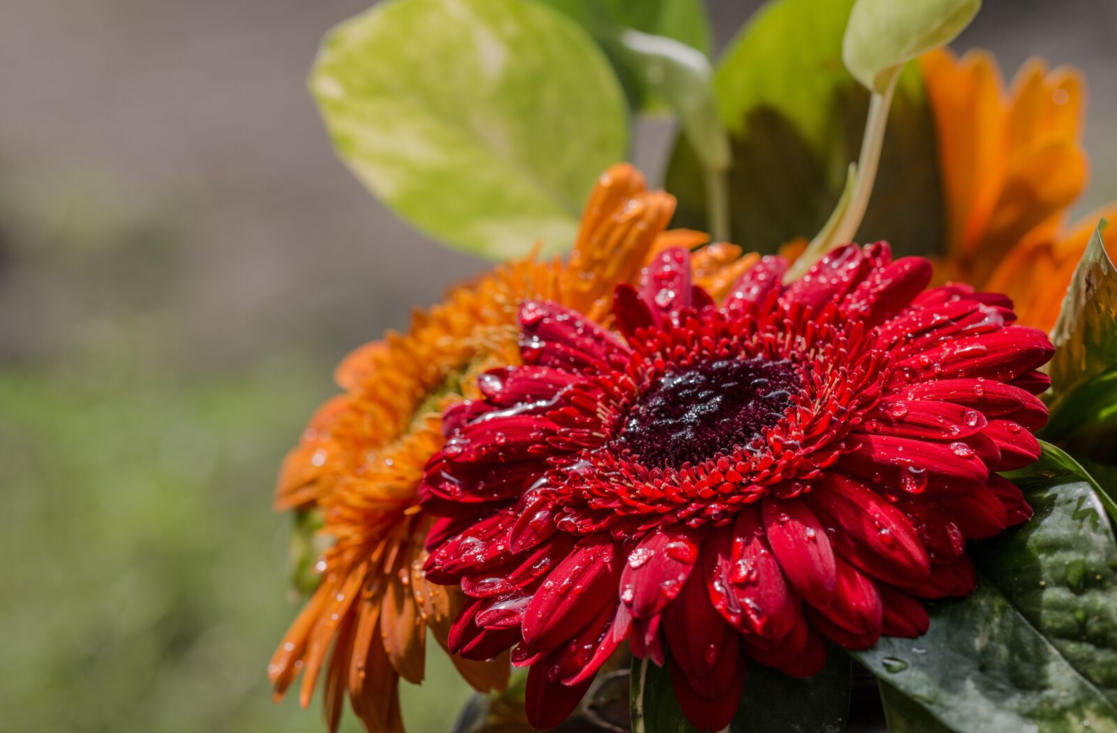 Canon EOS 70D sample photo. Nature, flower, flora photography