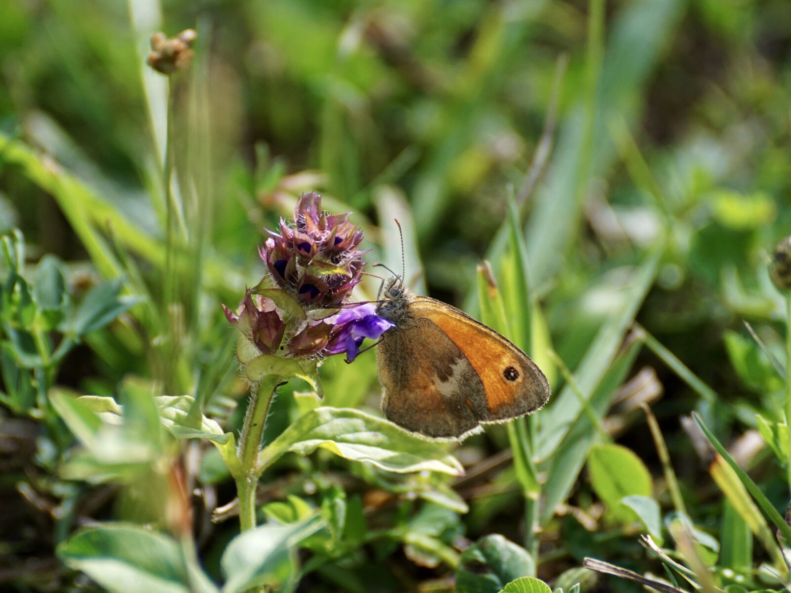 Sony DT 55-300mm F4.5-5.6 SAM sample photo. Small meadow bird, fire photography