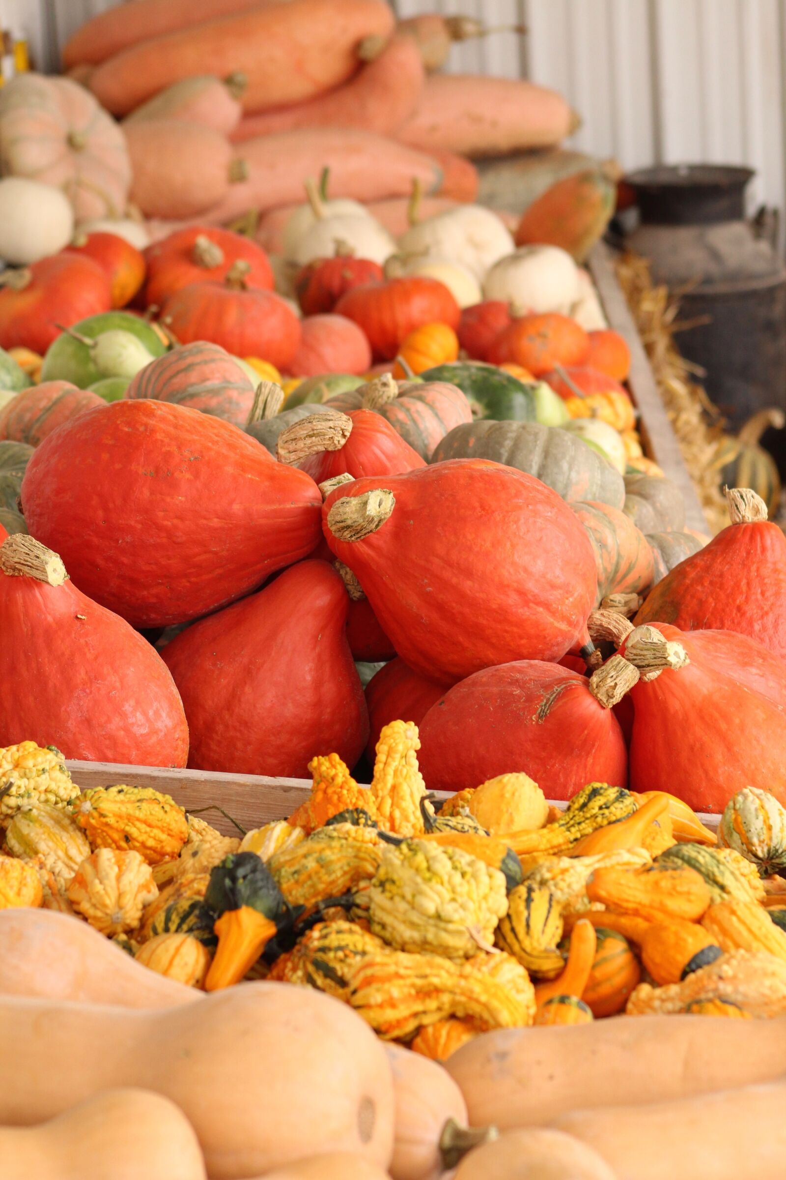 Canon EOS 650D (EOS Rebel T4i / EOS Kiss X6i) + Canon EF 75-300mm f/4-5.6 sample photo. Gourds, fall, harvest photography