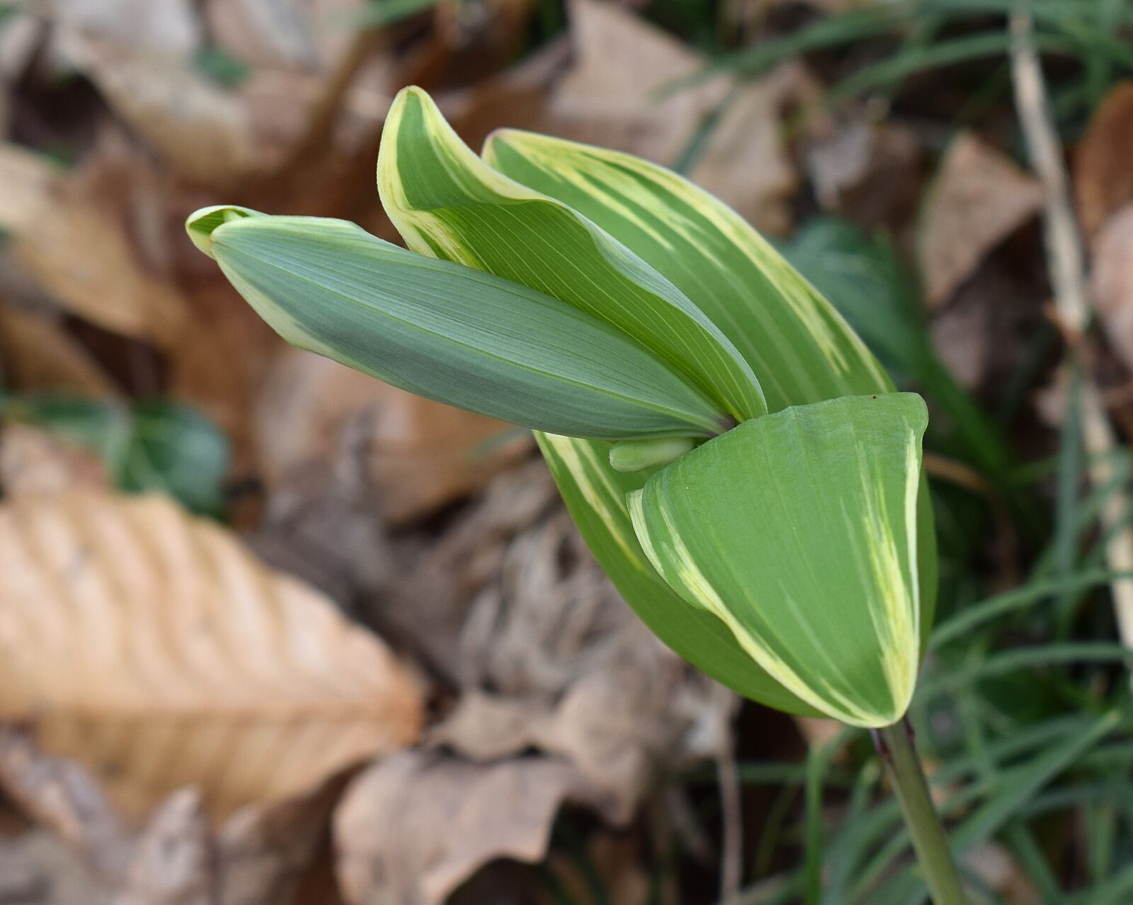 Nikon D3300 sample photo. Solomon seal sprouts, solomon photography