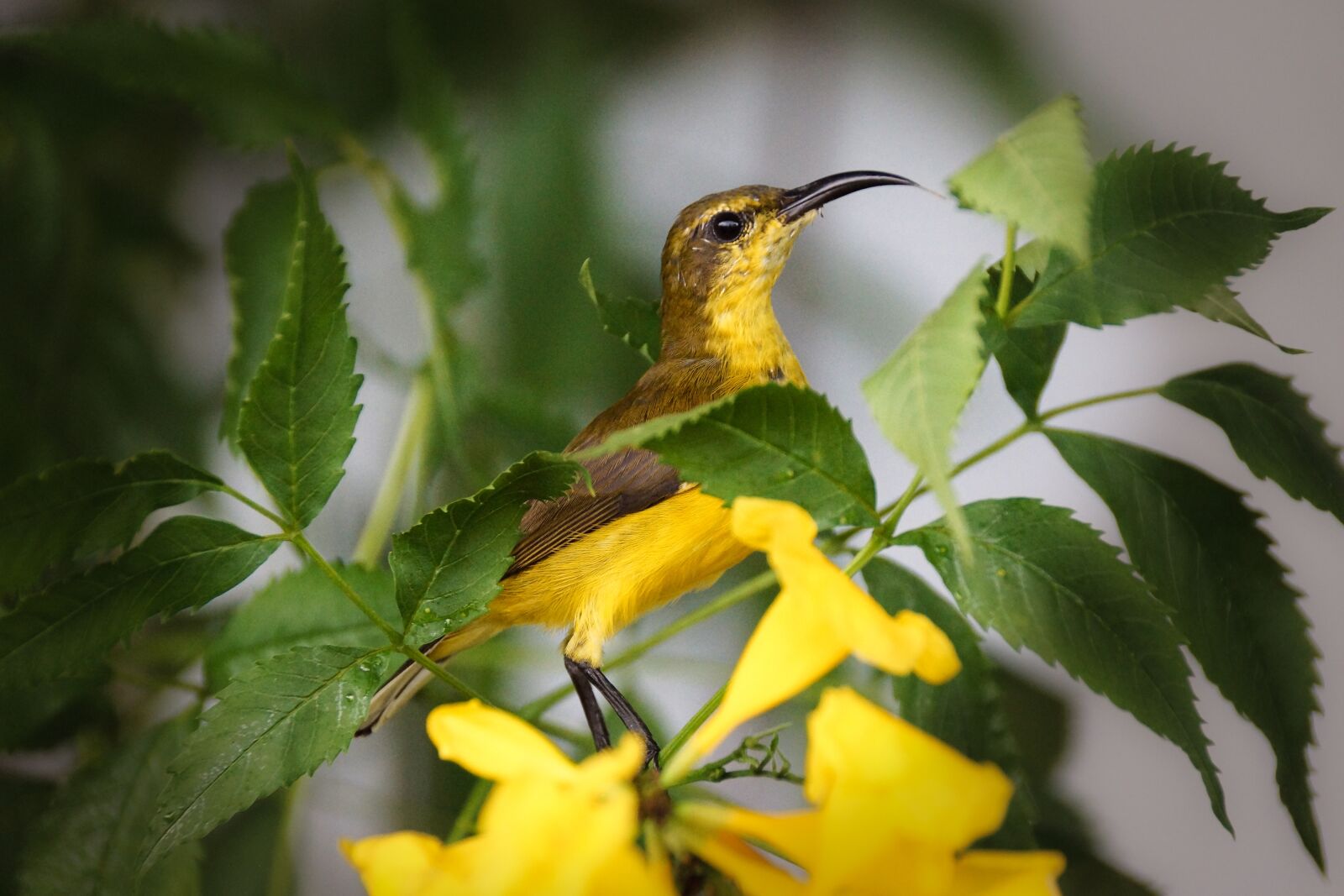Sony DT 18-250mm F3.5-6.3 sample photo. Sunbird, yellow bird, feather photography