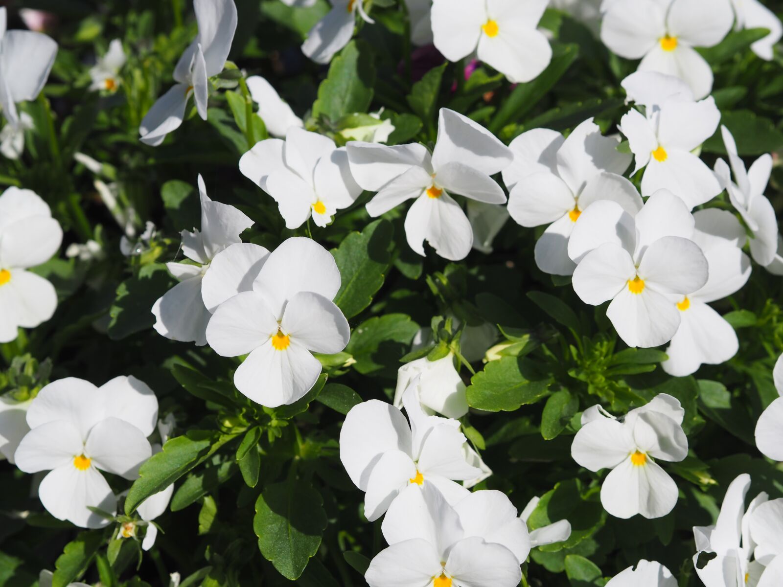 Olympus OM-D E-M10 + Olympus M.Zuiko Digital 45mm F1.8 sample photo. Pansy, plant, flower photography