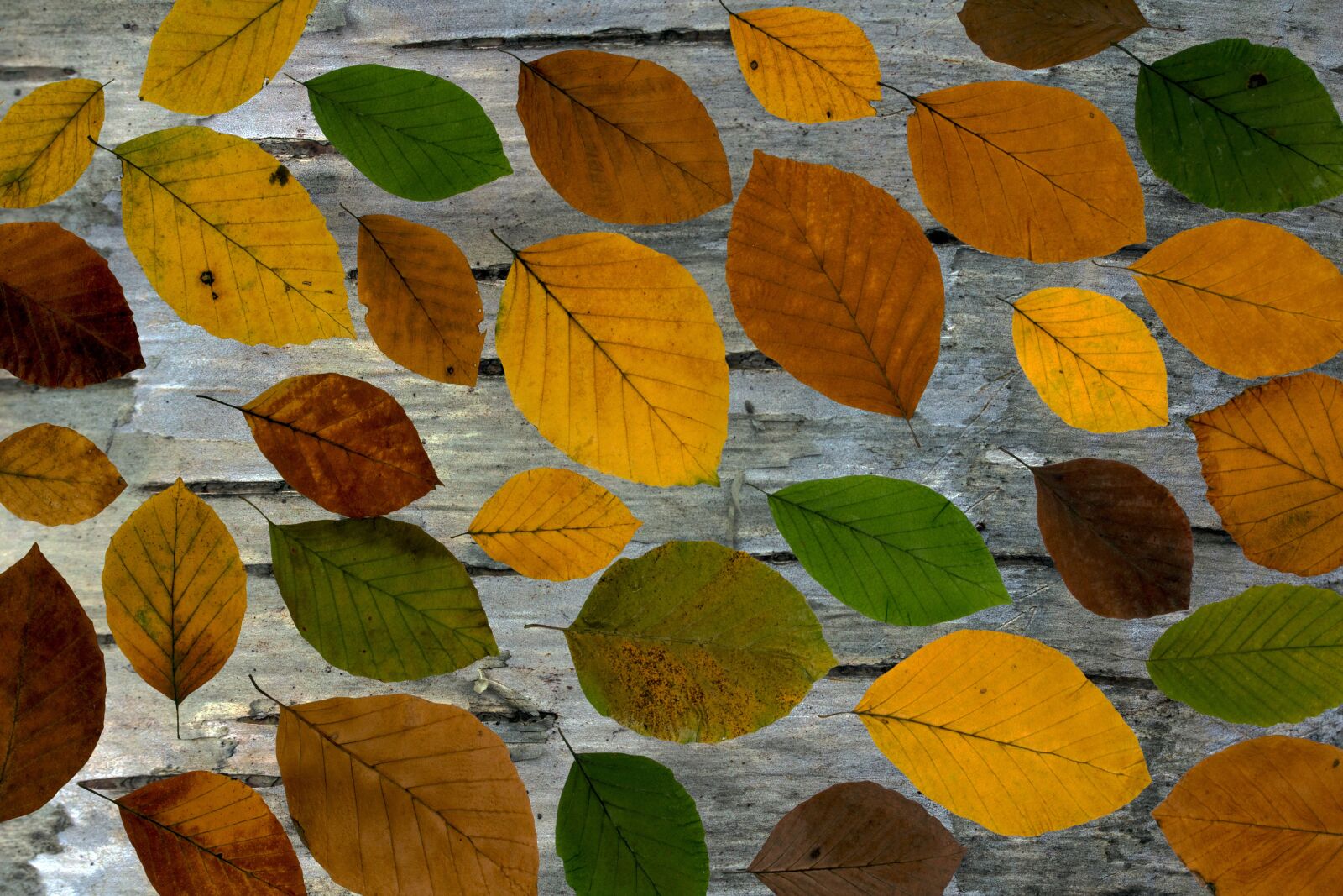 Canon EF-S 60mm F2.8 Macro USM sample photo. Leaves, true leaves, boxer photography