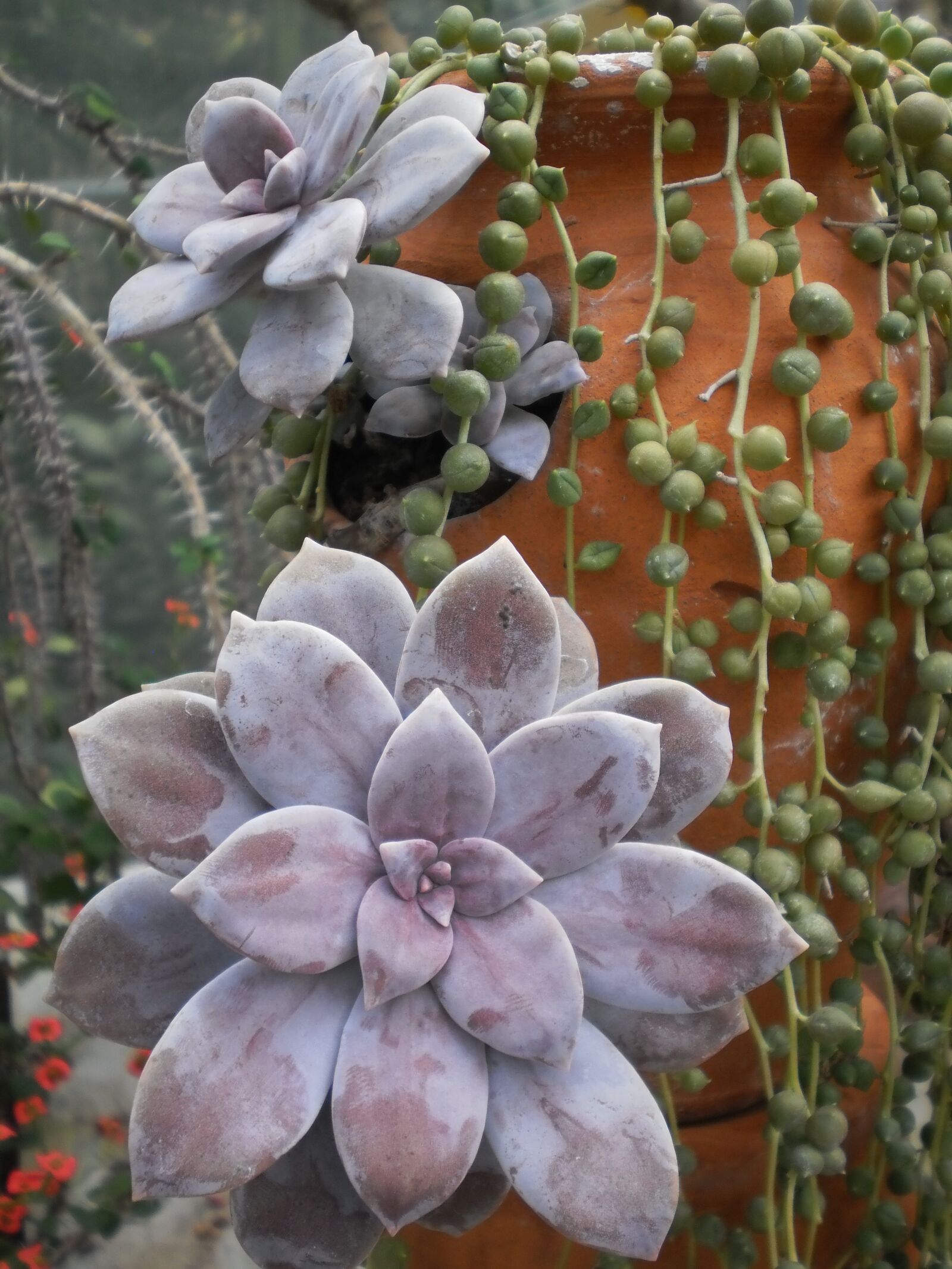 Olympus T105,T100,X36 sample photo. Green house, cactus, flora photography
