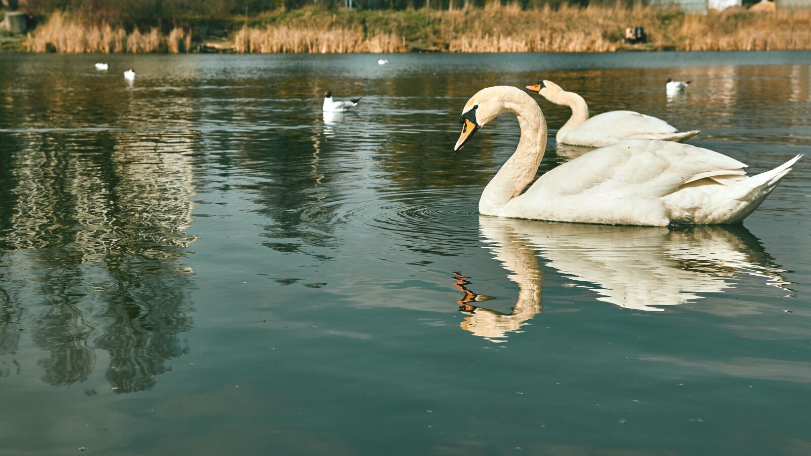 Canon EOS 550D (EOS Rebel T2i / EOS Kiss X4) sample photo. Animal, bird, lake photography