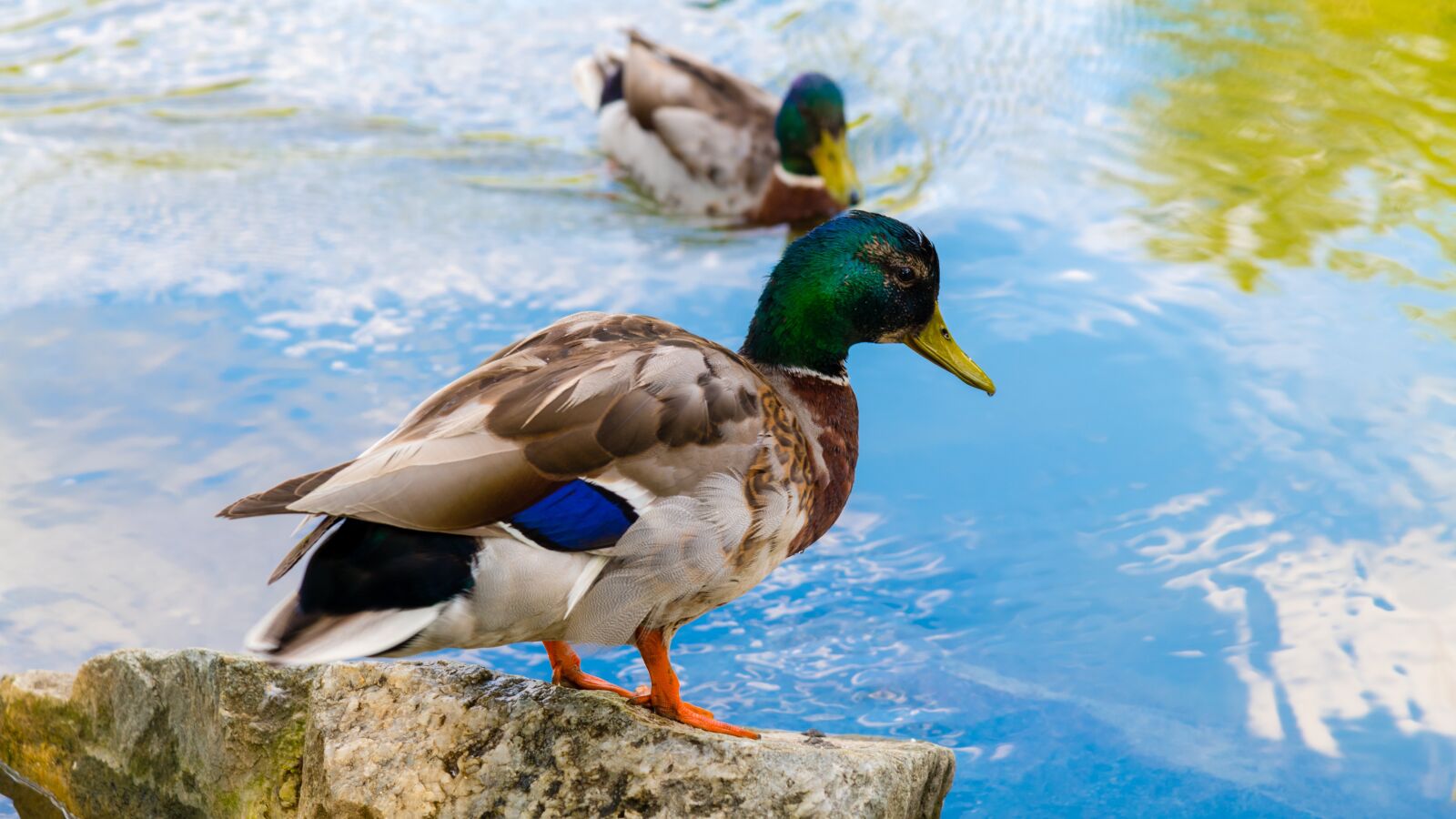 Nikon D850 sample photo. Duck, káčer, aqueous photography