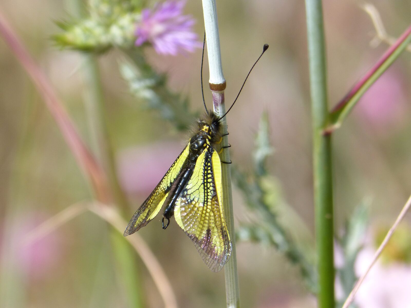 Panasonic DMC-FZ62 sample photo. Insect, yellow, libelloides cunii photography