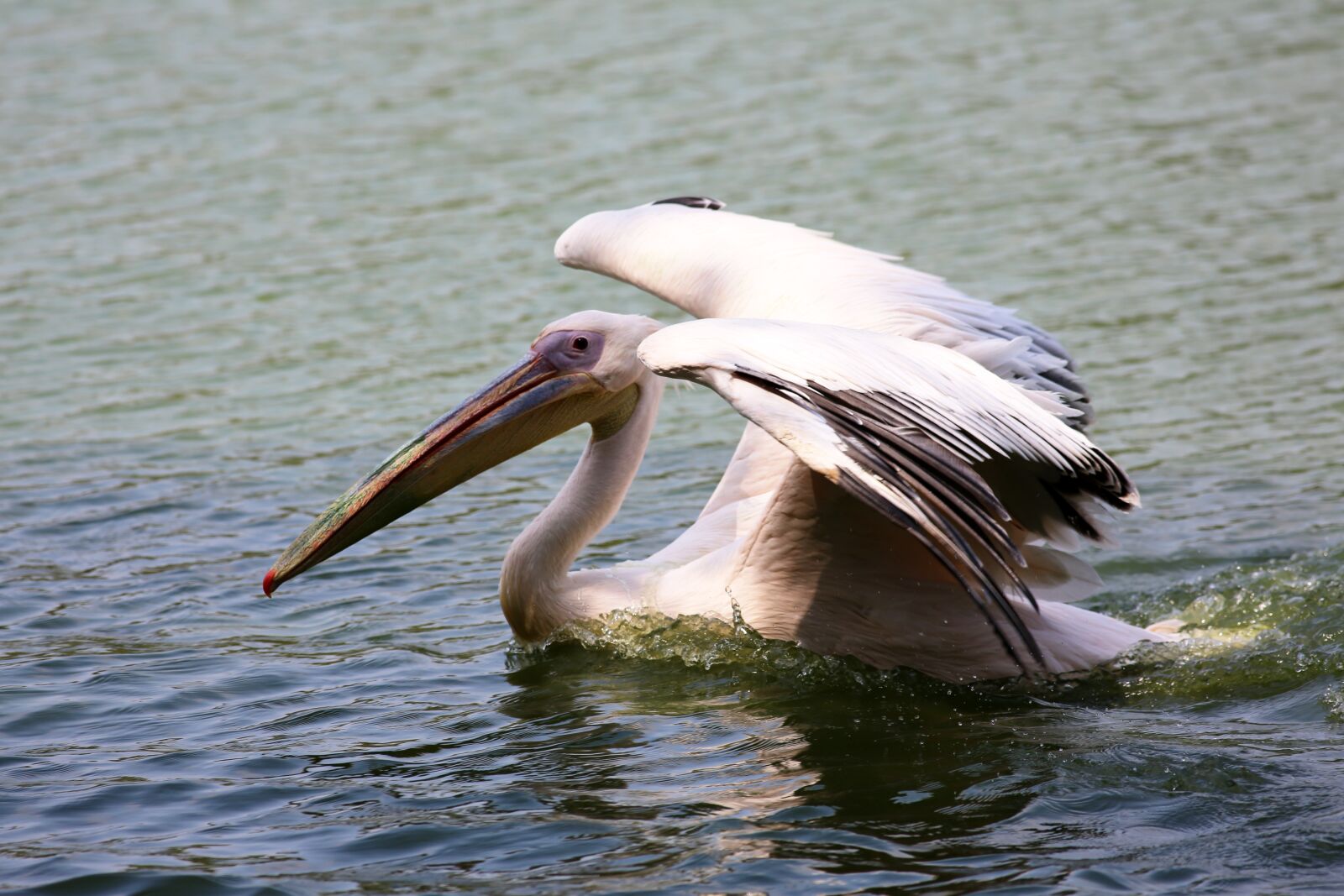 Canon EOS 5D Mark III sample photo. Pelican swimming in lake photography