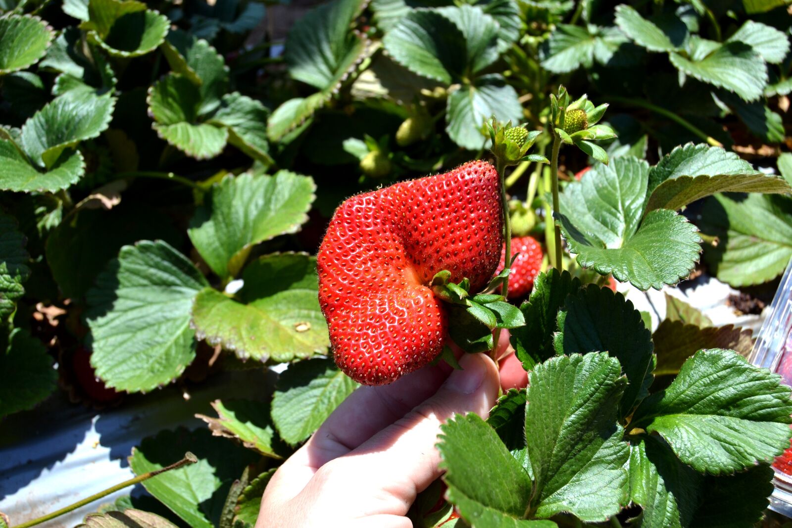 Nikon D3100 sample photo. Strawberry, fresh, food photography