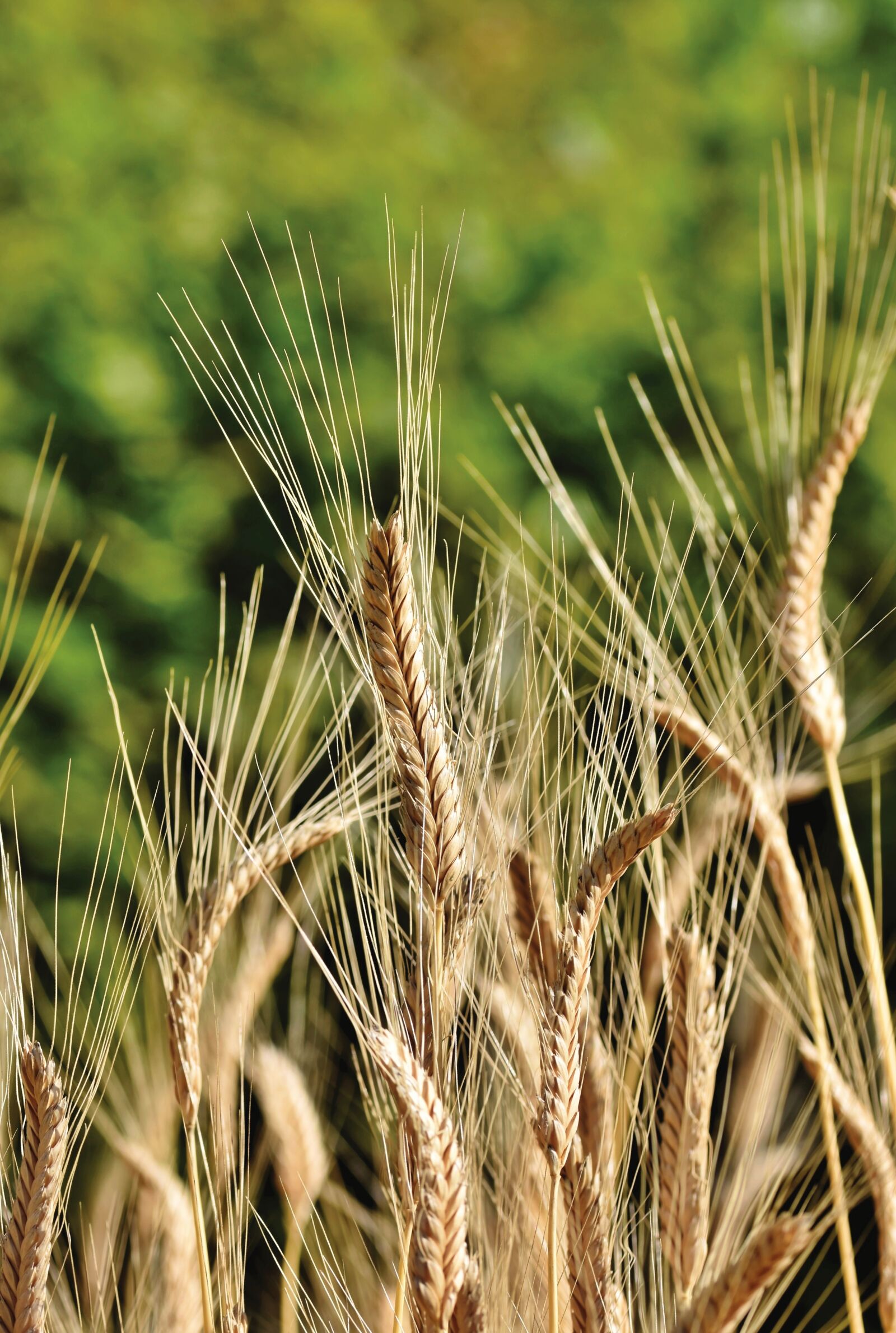 Nikon D7200 sample photo. Winter wheat, wheat, cereals photography