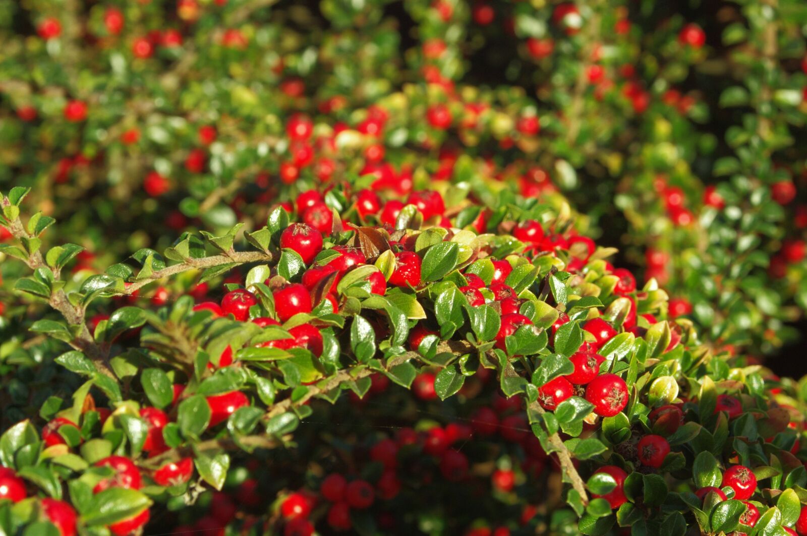 Pentax K-x sample photo. Berries, red, green photography