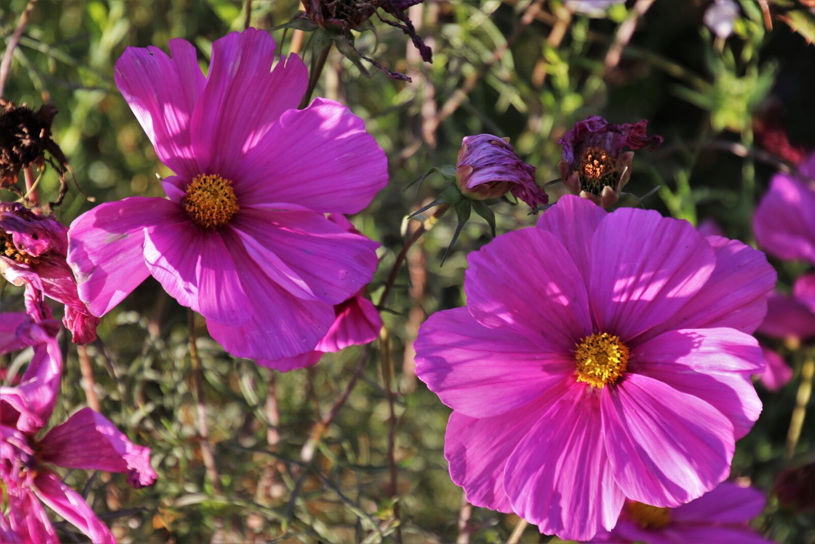Canon EOS 80D sample photo. Flower, kosmea, kosmee photography