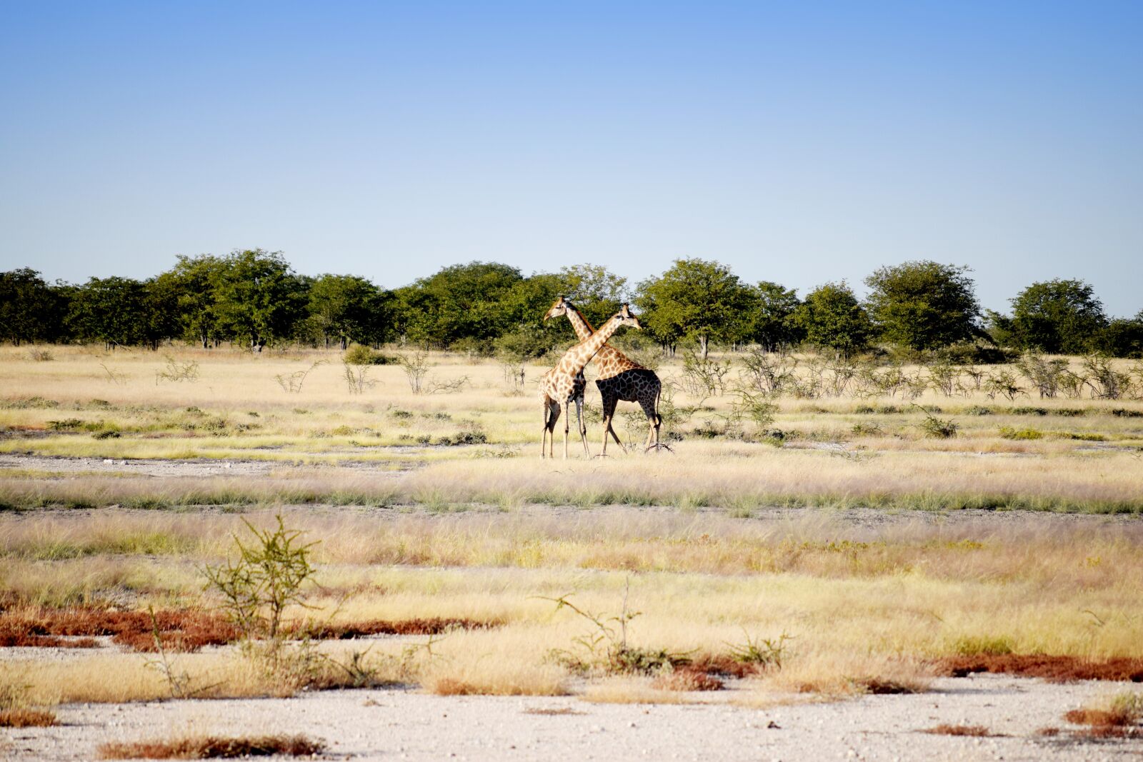 Nikon D5300 sample photo. Giraffe, cross, travel photography