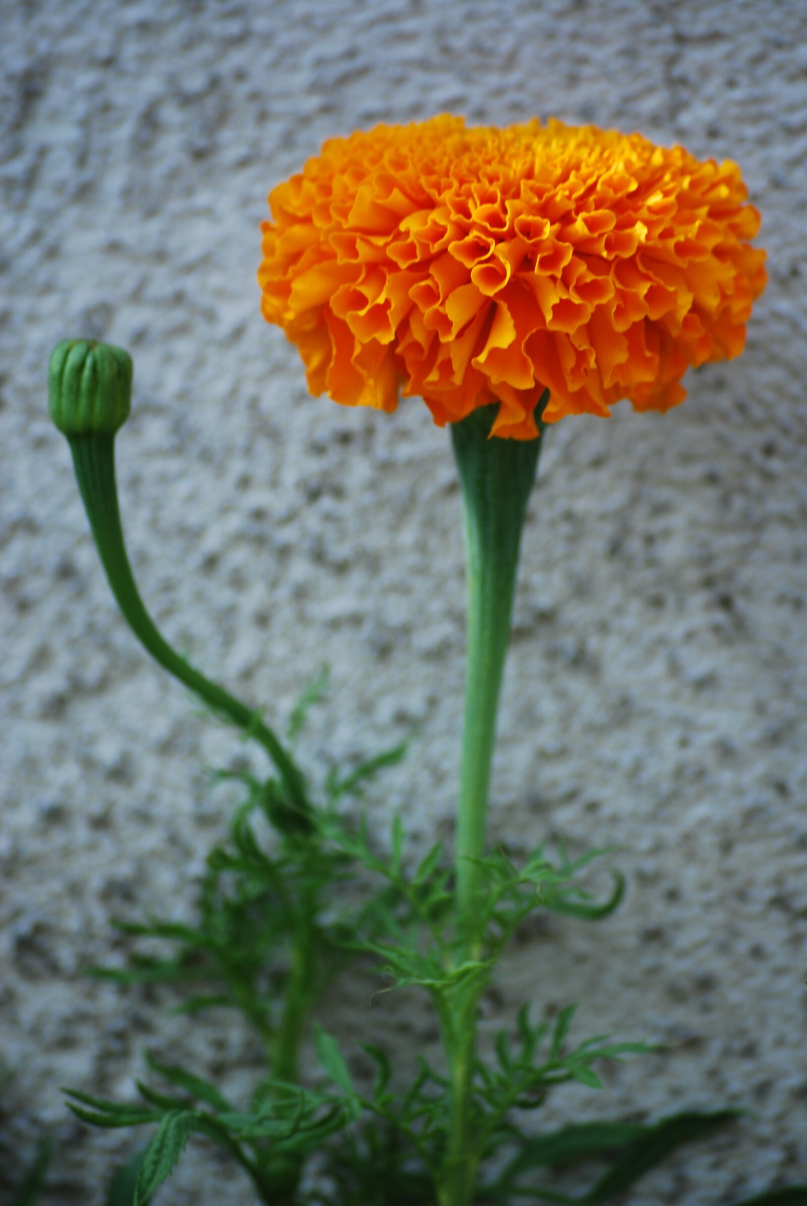Nikon D60 sample photo. Merigold, flower, yellow photography