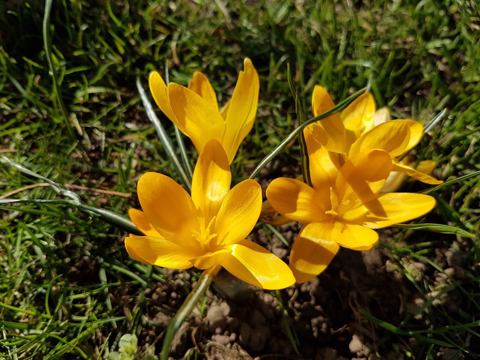 Samsung Galaxy S7 sample photo. Flowers, spring, crocus photography