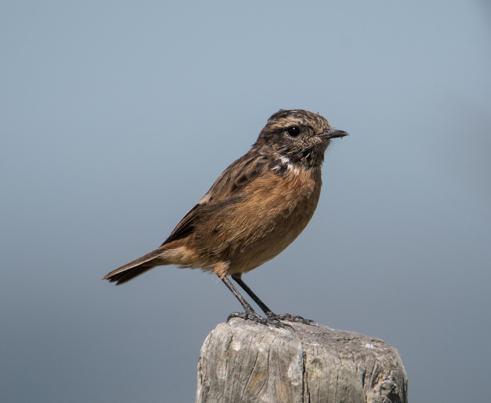 Nikon D750 sample photo. Animal, bird, nature photography