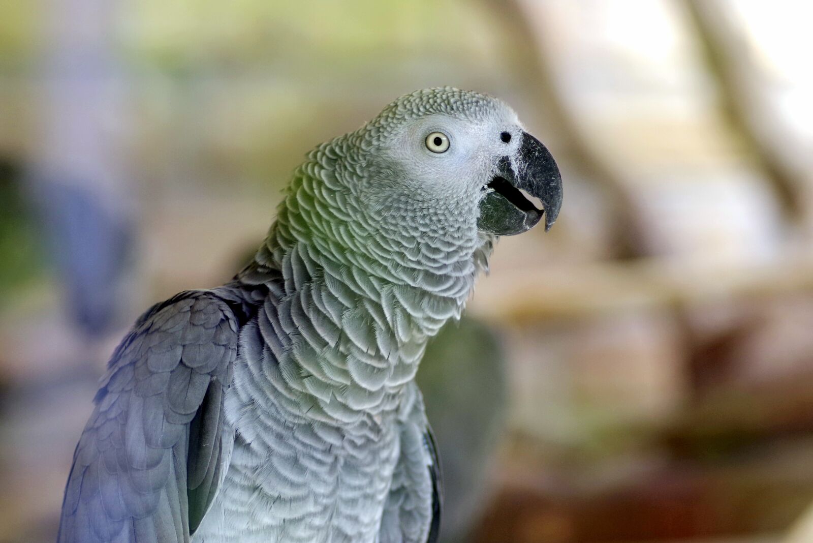 Pentax K-S2 sample photo. Parrot, bird, exotic photography