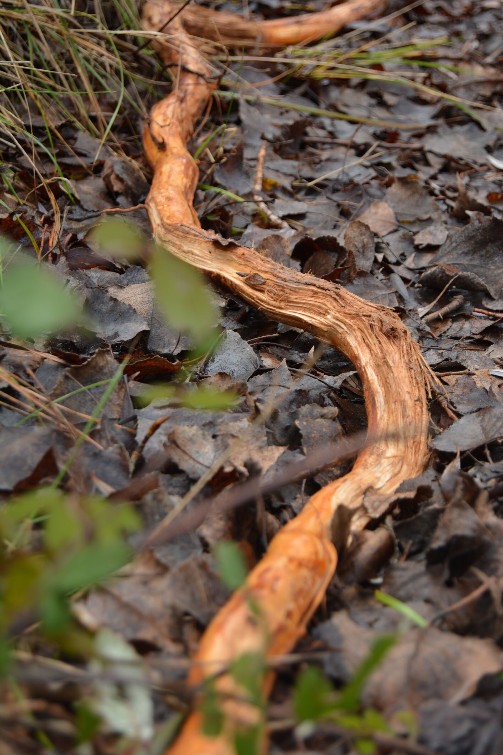 Nikon D5200 sample photo. Winter, leaves, soil photography