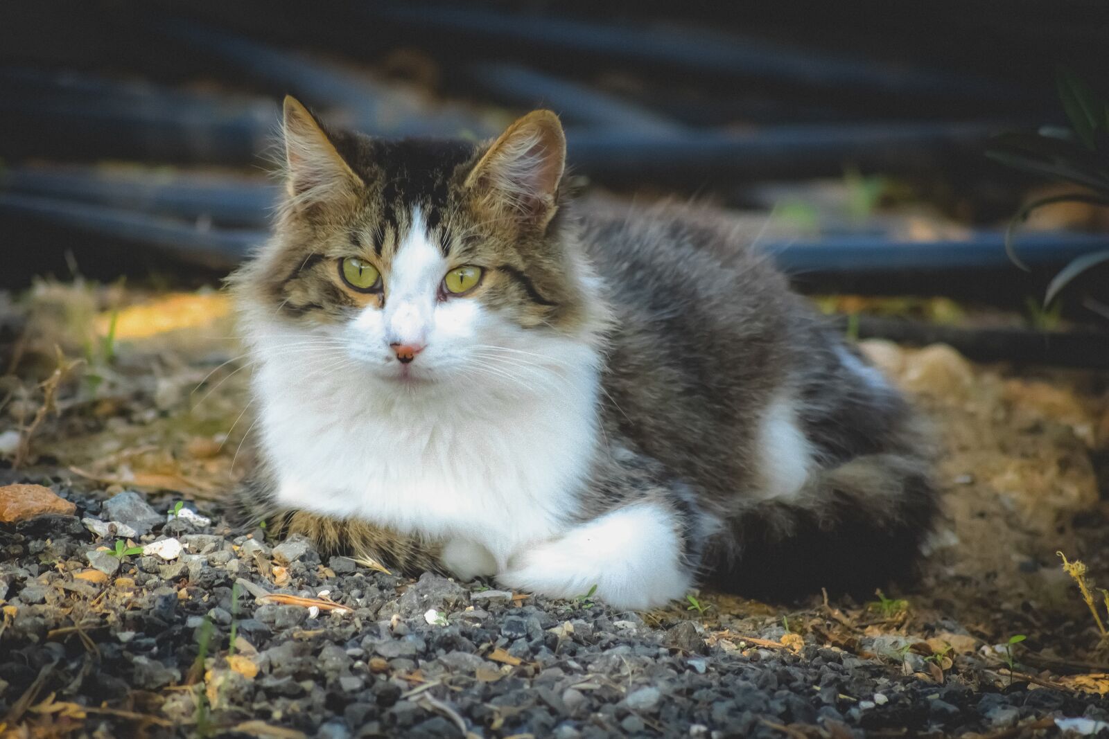 Nikon D3300 sample photo. Cat, stray, animal photography