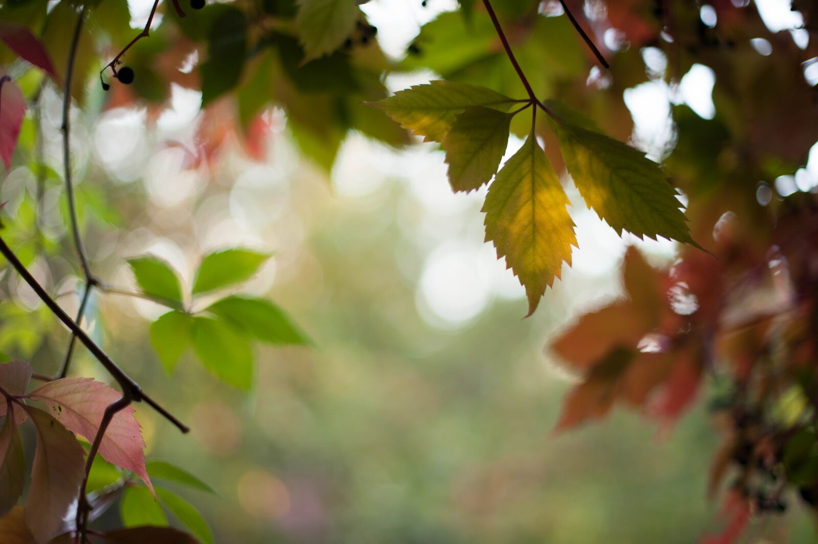 Nikon D700 sample photo. Autumn, nature, forest photography