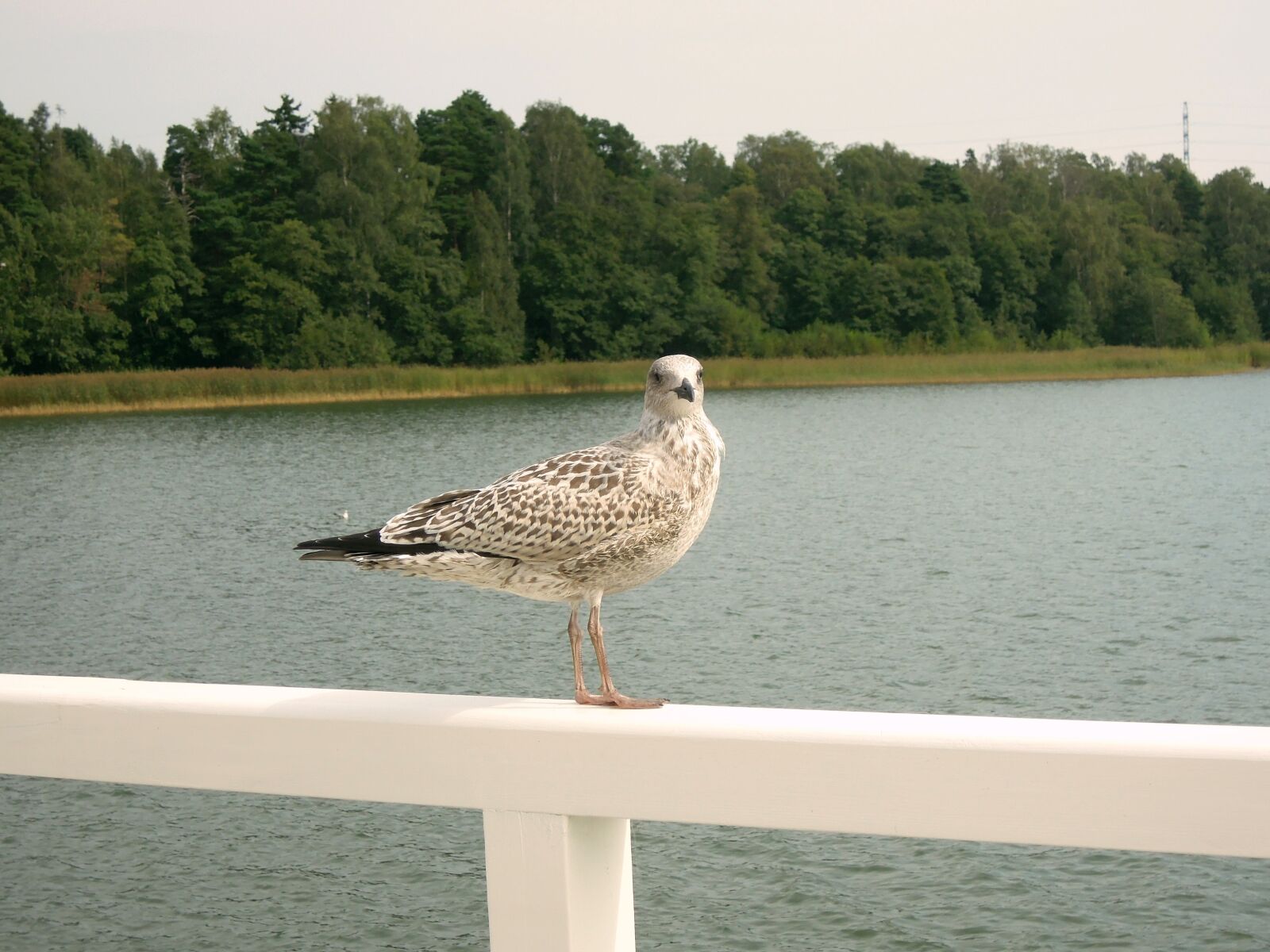 Nikon Coolpix P300 sample photo. Seagull, bird, sea photography