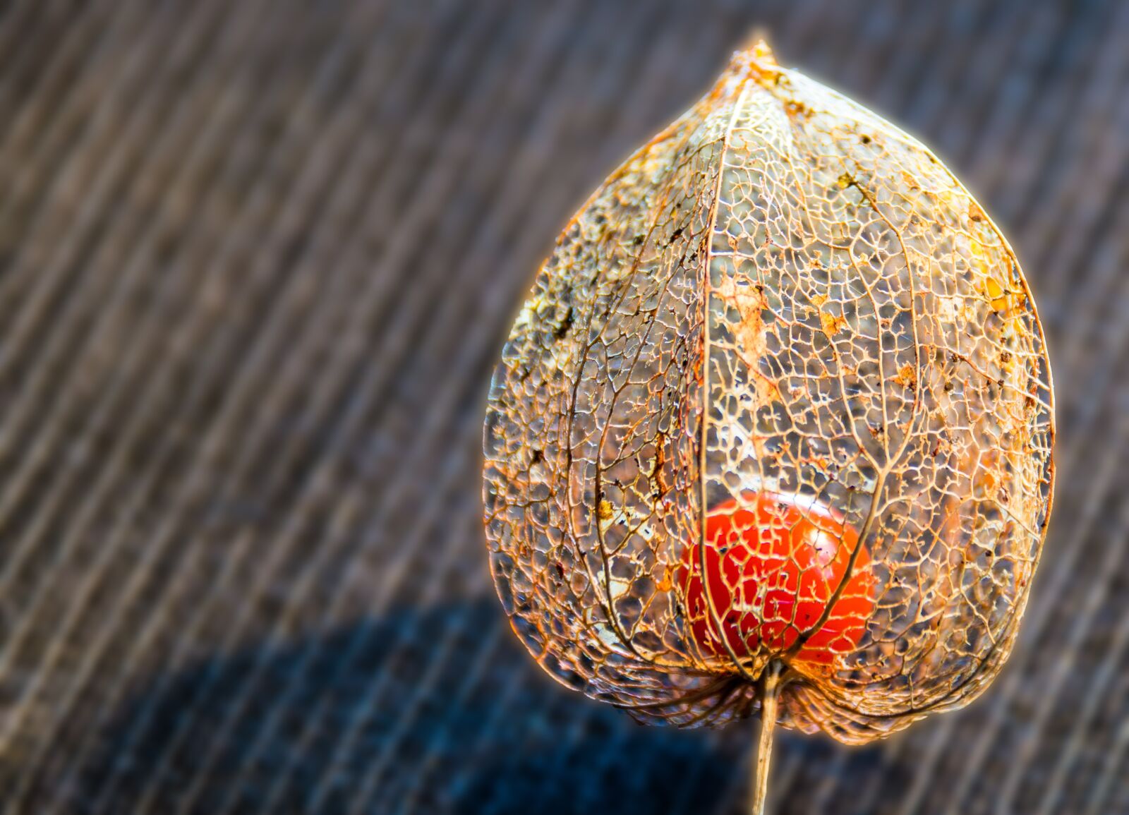 Sony SLT-A58 sample photo. Flower, berry, red photography