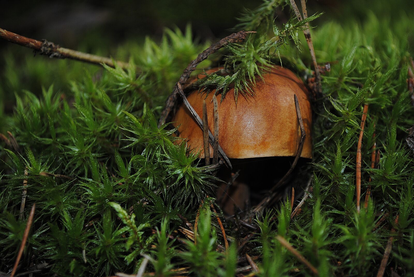 Nikon D3000 sample photo. Mushroom, forest, nature photography