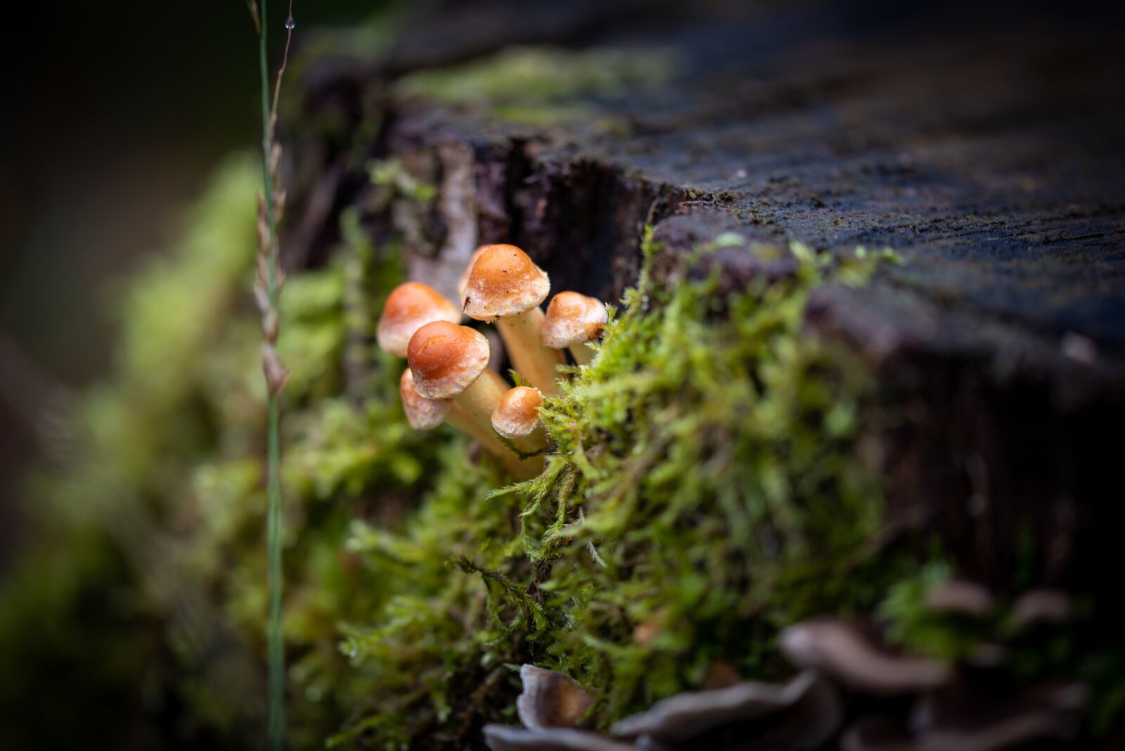 Nikon D750 sample photo. Mushroom, nature, autumn photography