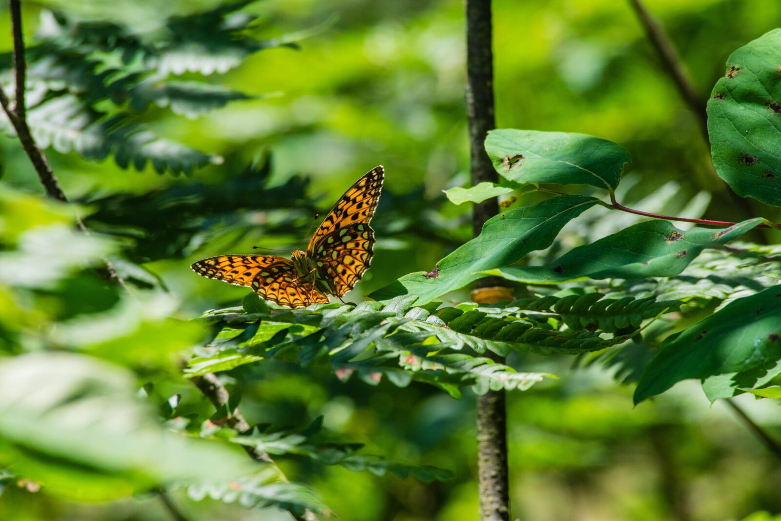 Nikon D3400 sample photo. Butterfly, orange, wings photography