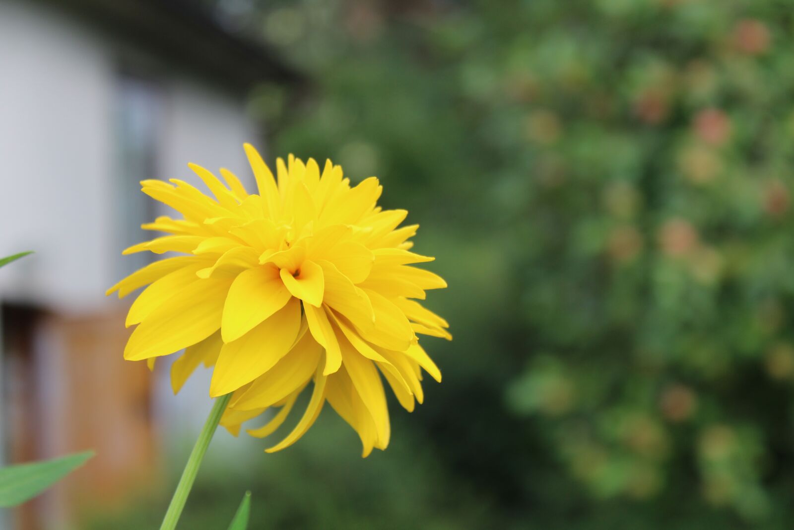 Canon EOS 1300D (EOS Rebel T6 / EOS Kiss X80) sample photo. Flower, yellow, the petals photography