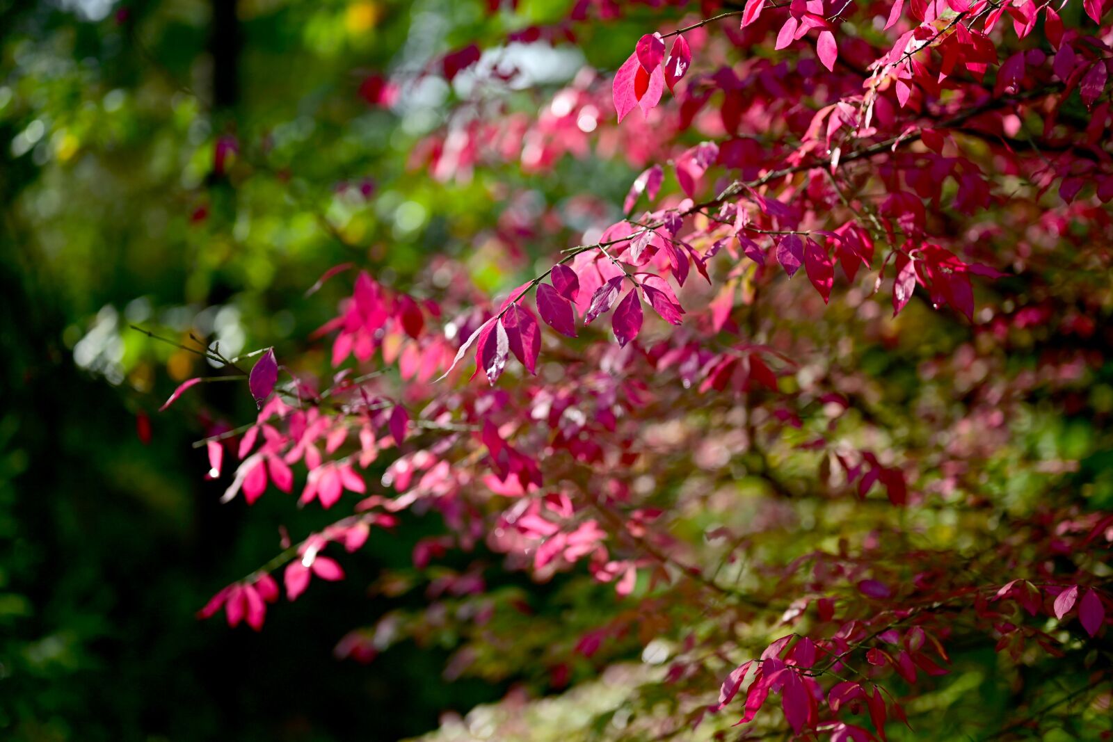 Nikon Nikkor Z 50mm F1.8 S sample photo. Tree, forest, nature photography