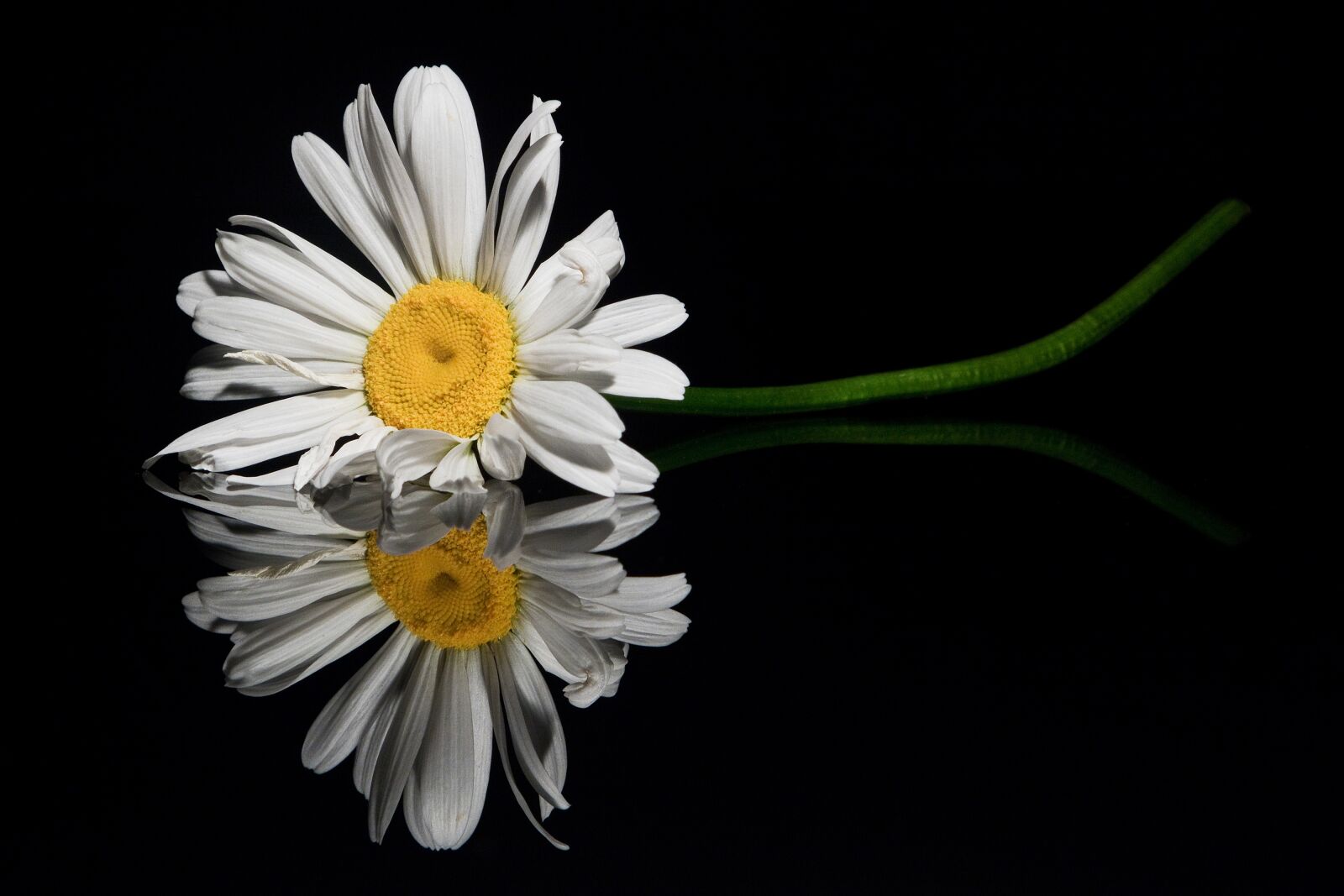 Canon EOS 760D (EOS Rebel T6s / EOS 8000D) sample photo. Flower, reflection, close up photography