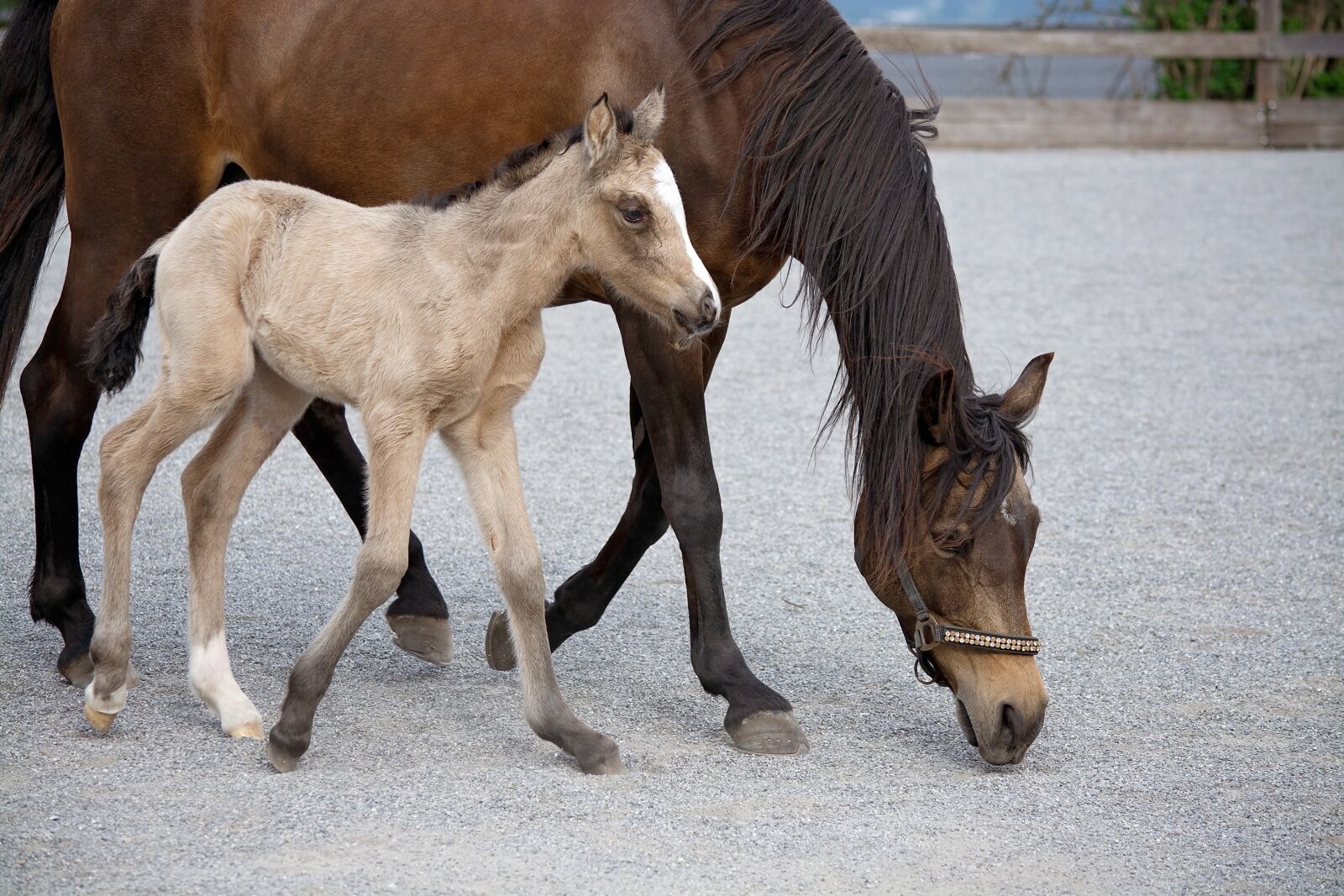Nikon D7100 sample photo. Foal, horse, animals photography
