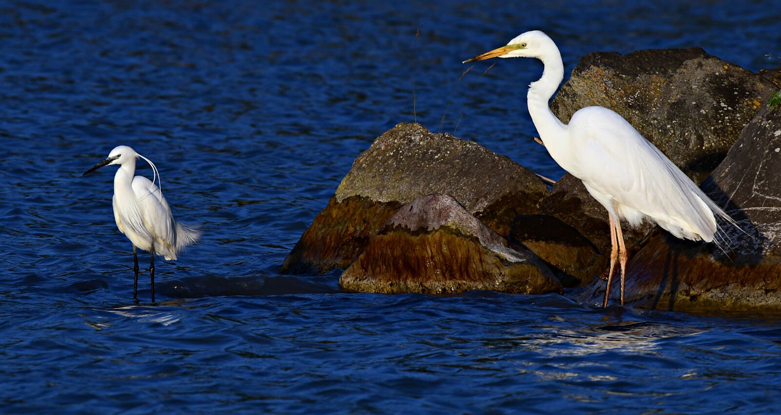 Nikon D7500 sample photo. Bird, heron, nature photography