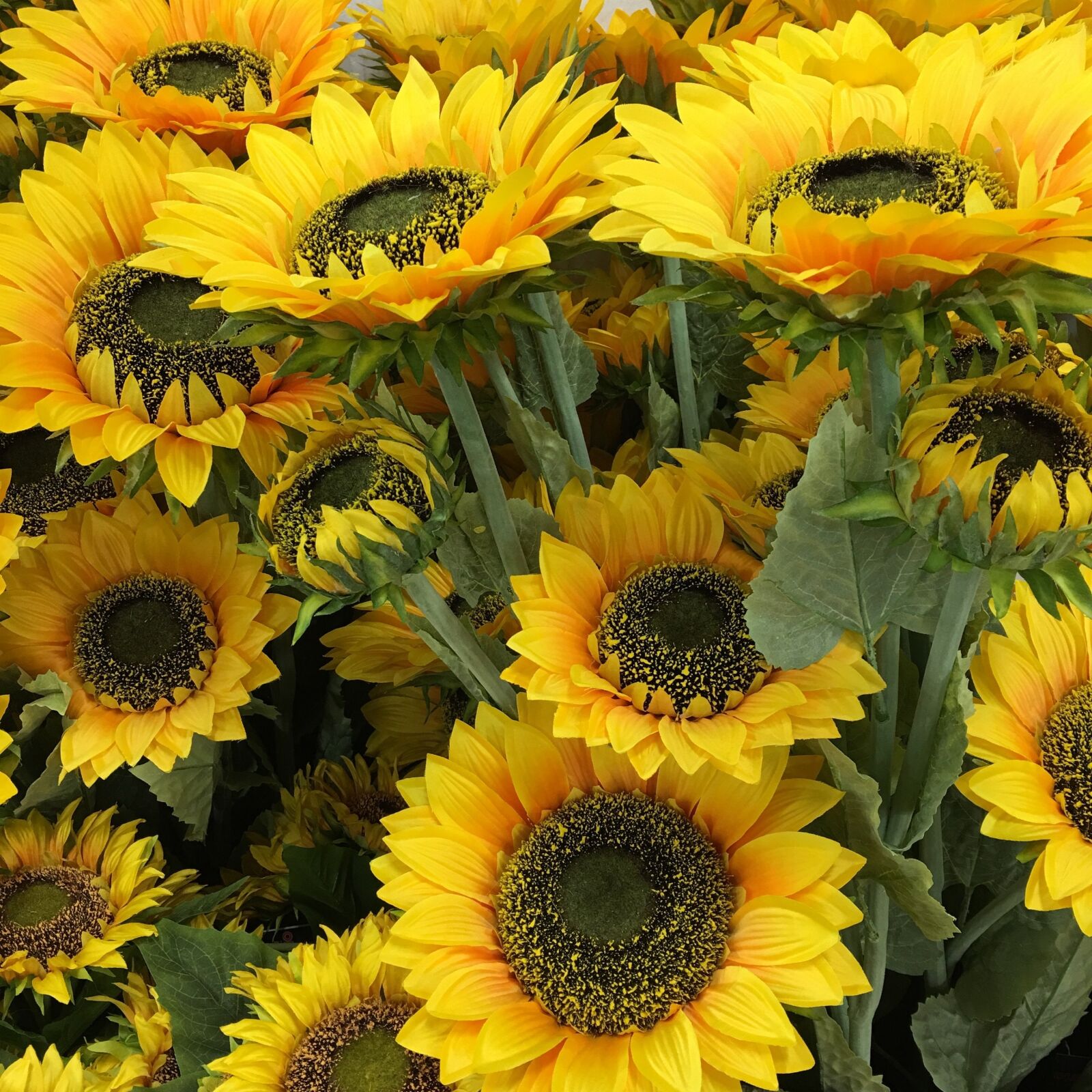 Apple iPhone 6s Plus sample photo. Sunflowers, flowers, yellow photography