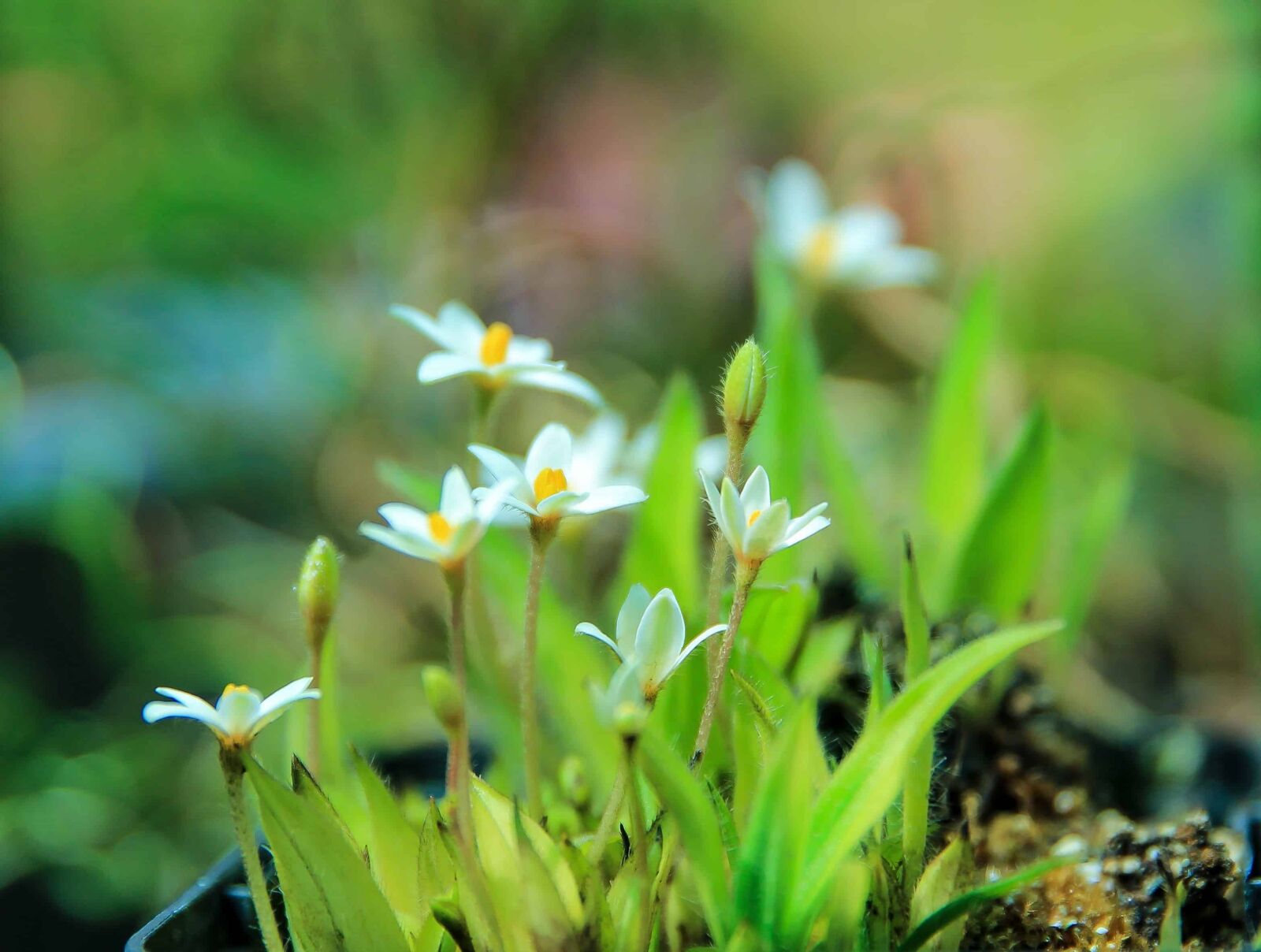 Canon EOS 1100D (EOS Rebel T3 / EOS Kiss X50) sample photo. Wildflower, grass, leaf, nature photography