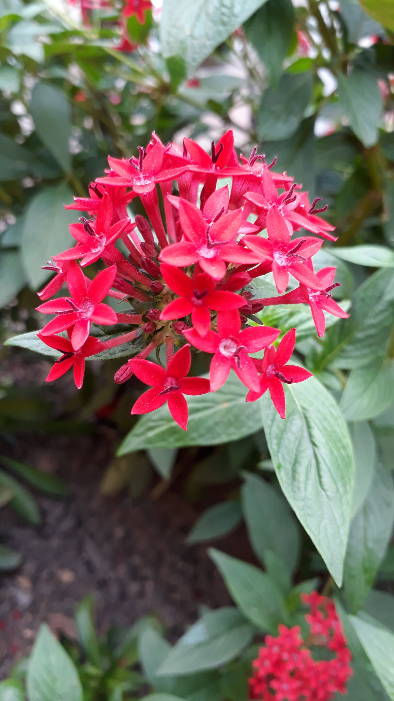 Samsung Galaxy J5 Prime sample photo