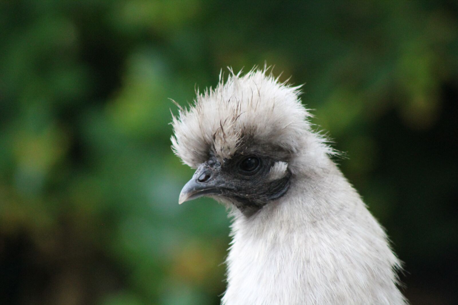 Canon EF75-300mm f/4-5.6 sample photo. Are chickens, animal, hen photography