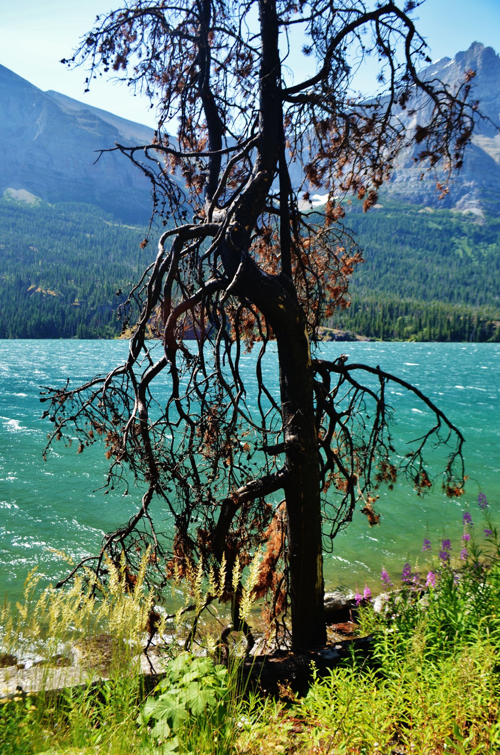 Nikon D5100 sample photo. Tree, lake, landscape photography
